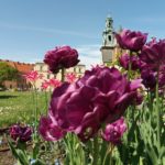 Wzgórze-wawelskie-150x150 Blog